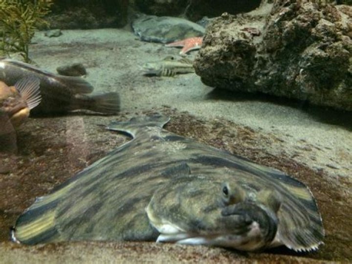 Do flounders bury themselves?