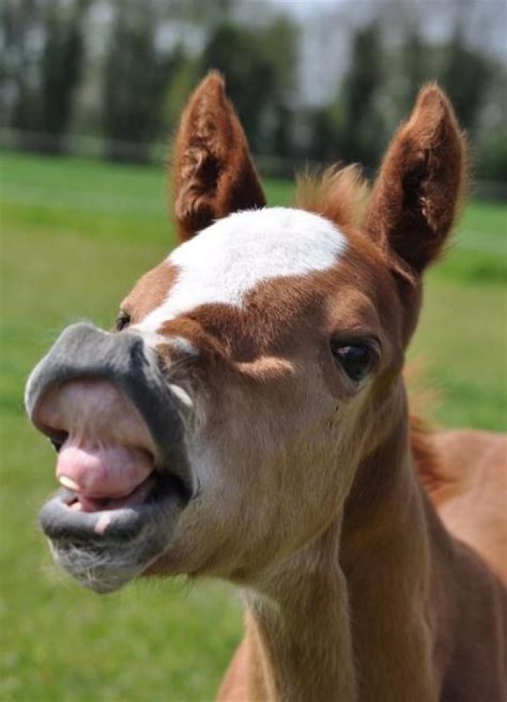 Do foals have teeth when they are born?