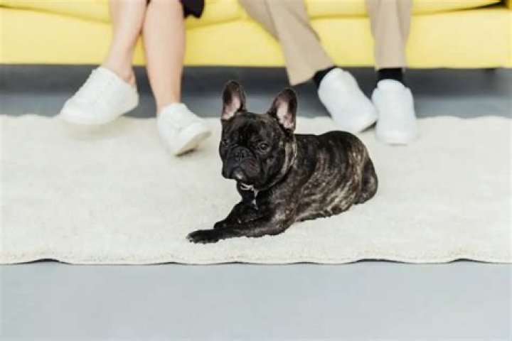 Do French bulldogs talk?