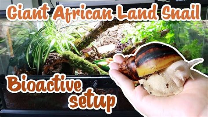 Do giant African land snails need a heat mat?