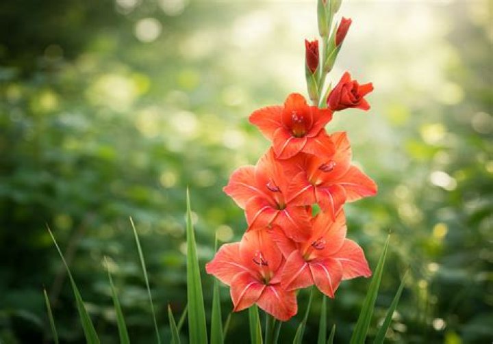 Do gladiolus flower more than once?