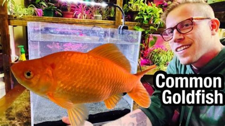 Do goldfish know their owner?