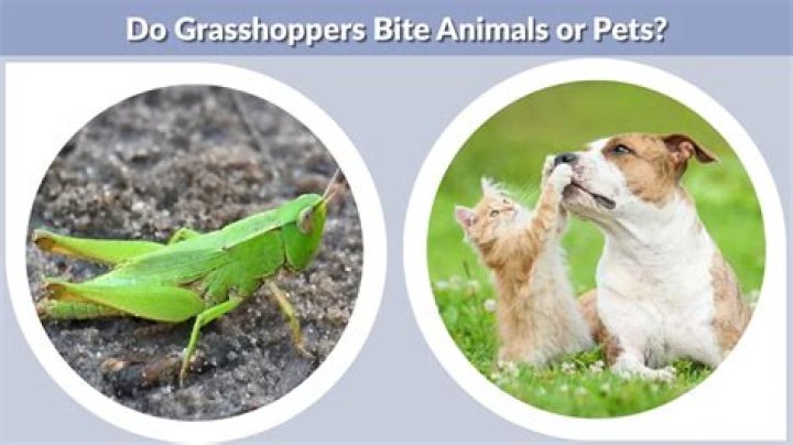 Do grasshoppers bite dogs?