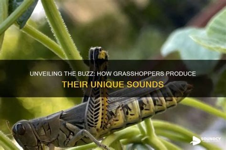 Do grasshoppers buzz?