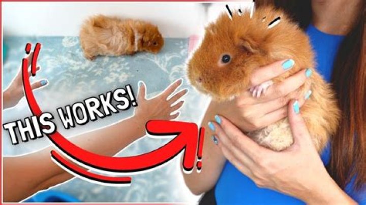 Do guinea pigs like routines?