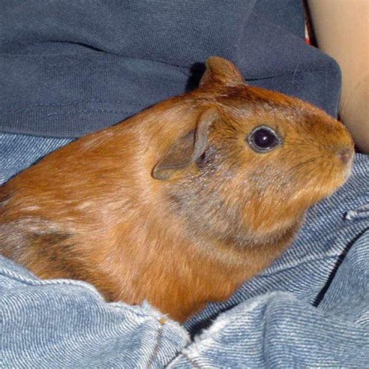 Do guinea pigs like to be touched?
