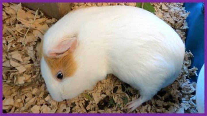 Do guinea pigs like to sleep together?