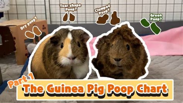 Do guinea pigs poop on you?