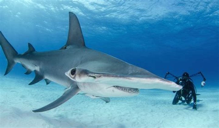 Do Hammerheads have good vision?