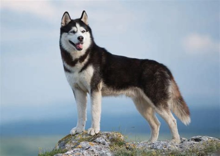 Do Huskies kill birds?