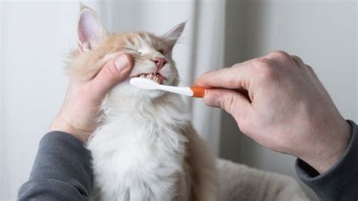 Do I really need to brush my cat's teeth?