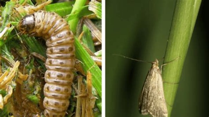 Do insects eat grasses?