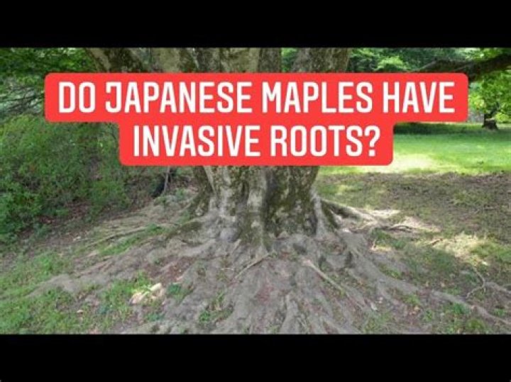 Do Japanese maples have invasive roots?