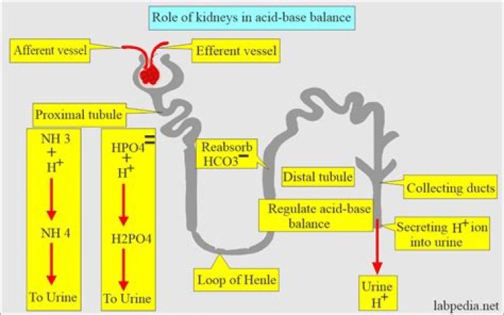Do kidneys regulate salt?