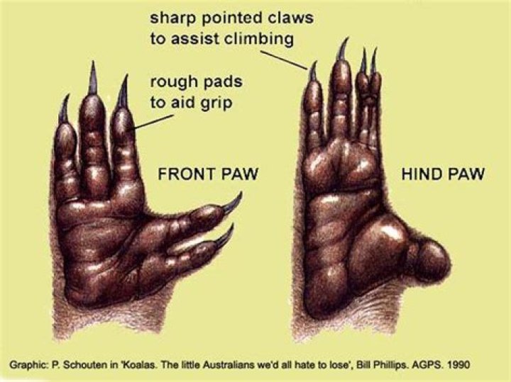 Do koalas have paws or claws?
