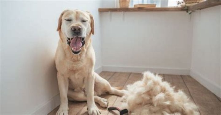 Do Labrador retrievers have health problems?