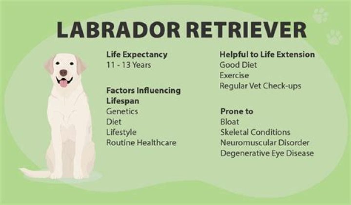 Do Labradors turn on their owners?