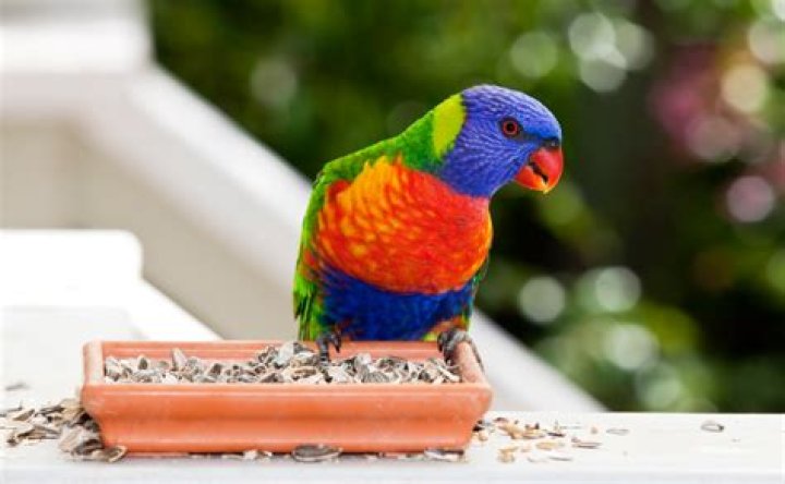Do lorikeets make good pets?