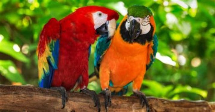 Do macaws get along with dogs?