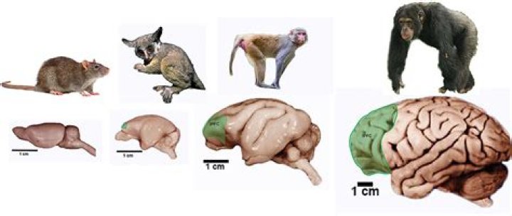 Do mammals have a complex brain?