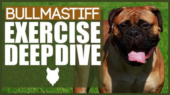 Do mastiffs need a lot of exercise?