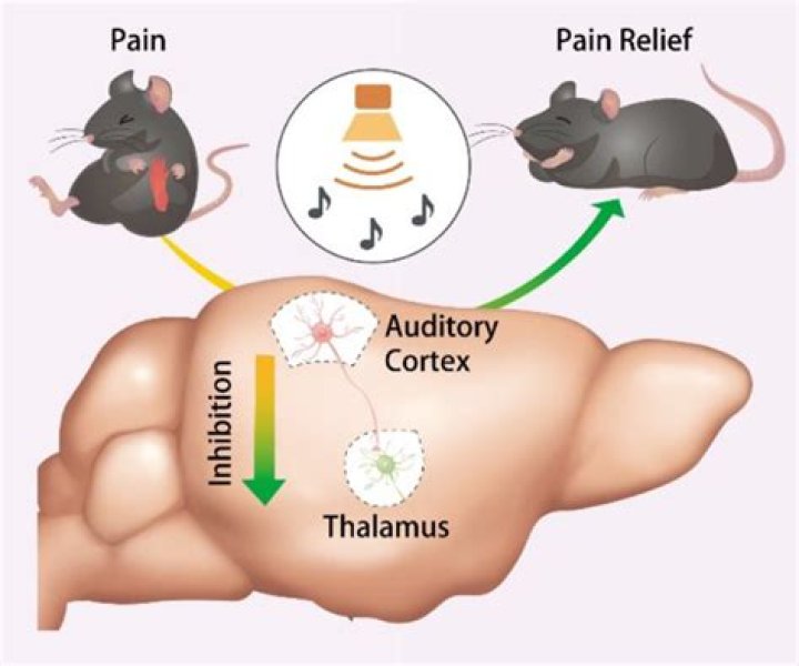 Do mice have tonsils?