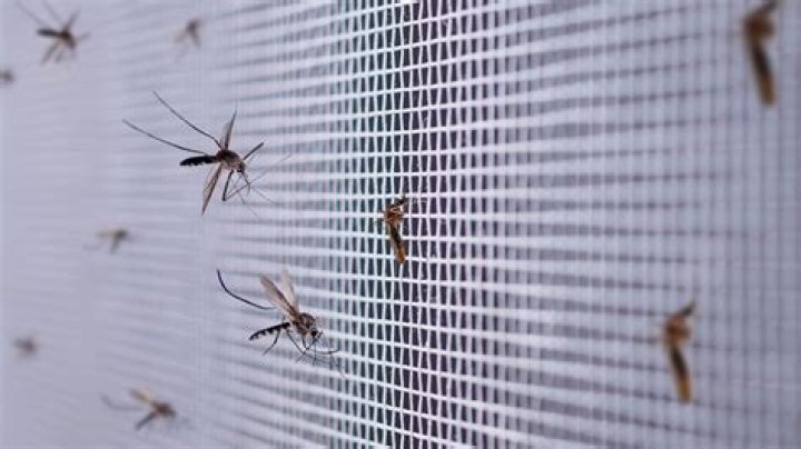 Do mosquitoes come inside the house?