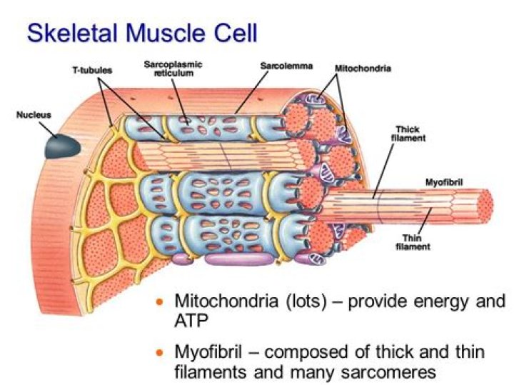 Do muscle cells have a cytoplasm?