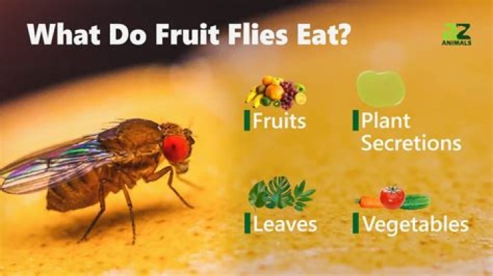 Do Nepenthes eat fruit flies?