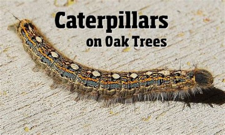Do oak tree caterpillars bite?