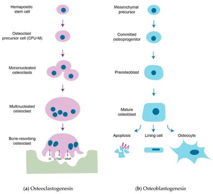 Do osteoclasts have PTH receptors?
