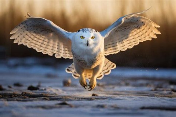 Do owls fly low?