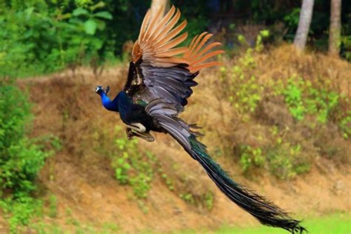 Do peacocks deliver to Ireland?