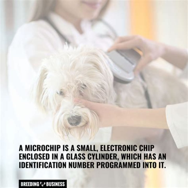 Do pet microchips have GPS?