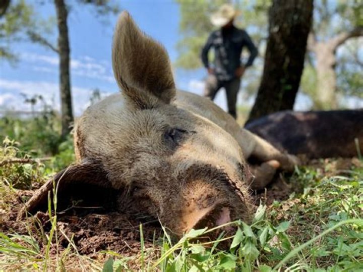 Do pigs need a wallow?