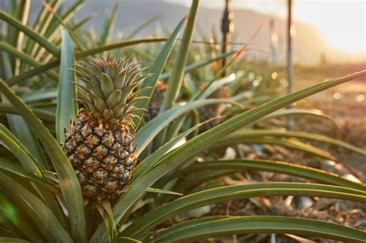 Do pineapples grow in the Dominican Republic?