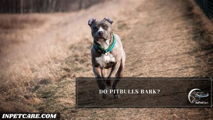 Do pitbulls bark alot?