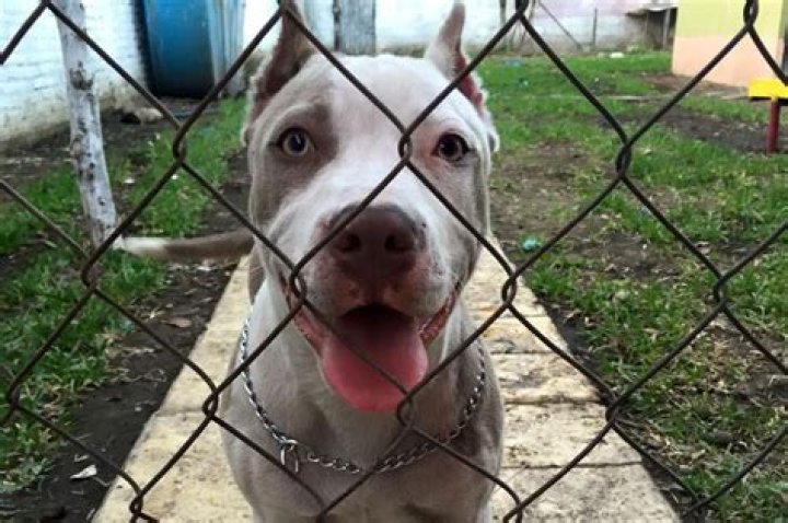 Do pitbulls need a fence?