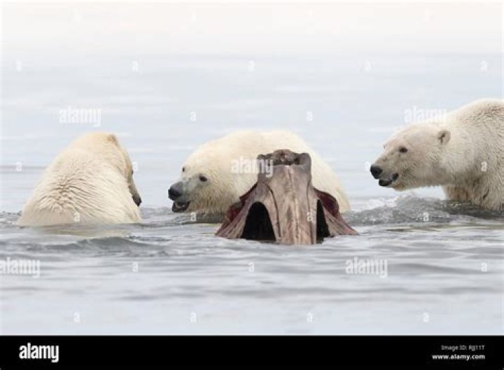 Do polar bears hunt whales?