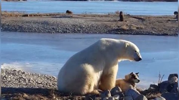 Do polar bears play with dogs?