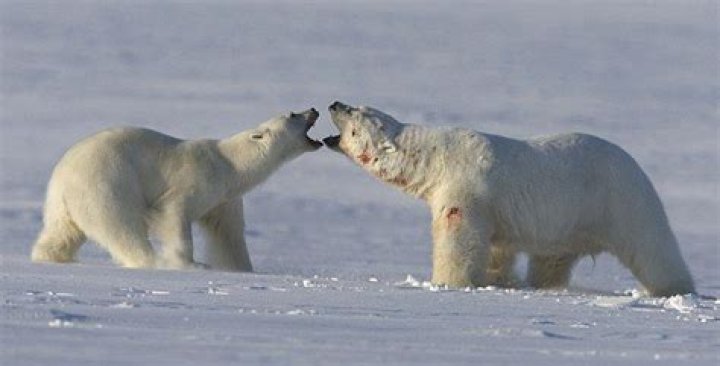 Do polar bears reproduce sexually?