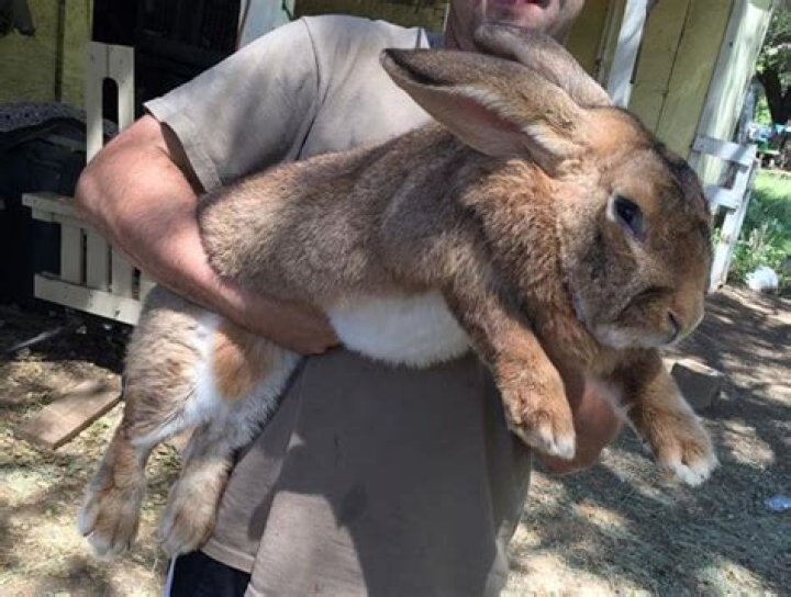 Do Polish rabbits like to be held?