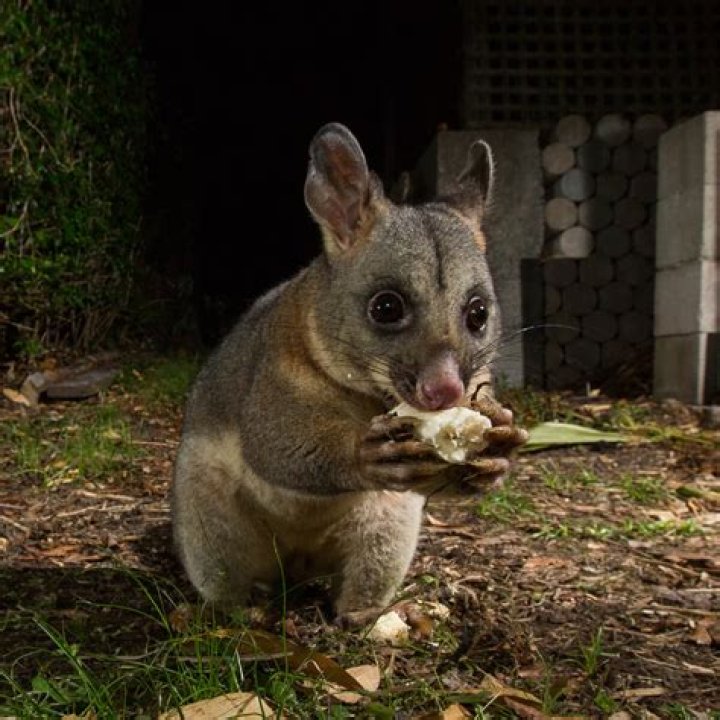 Do possums eat plants?