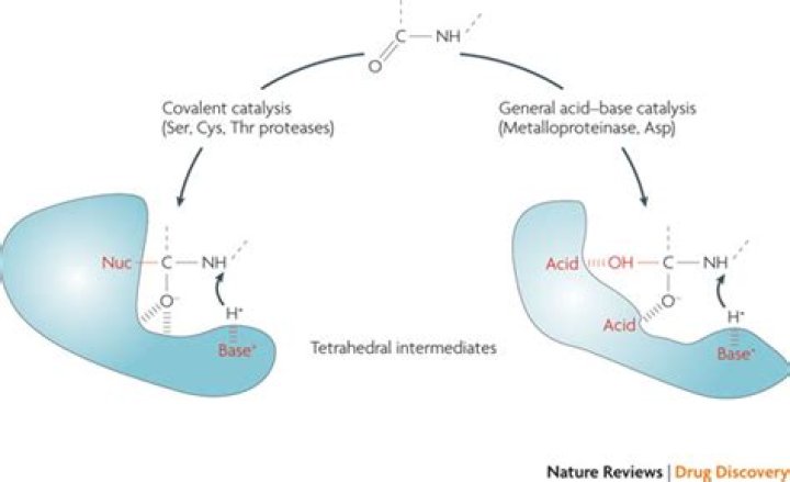 Do proteases use water?