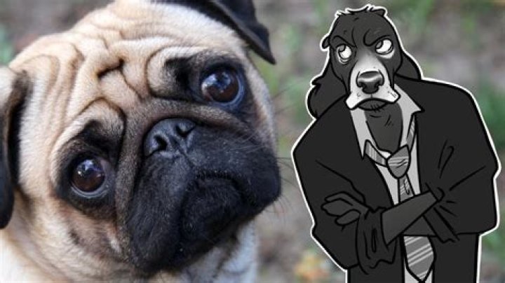 Do Puggles have eye problems?