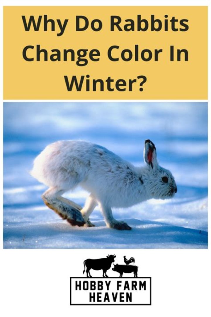 Do rabbits change their coat?