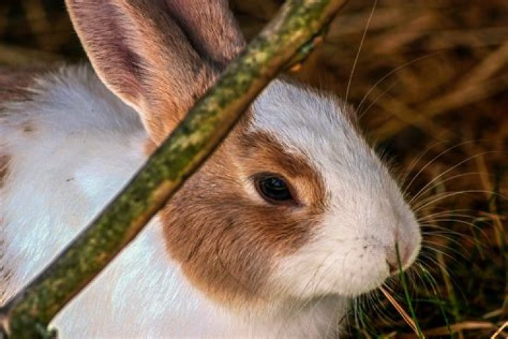 Do rabbits need things to chew on?