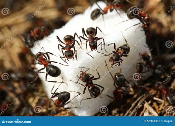 Do red ants eat sugar?