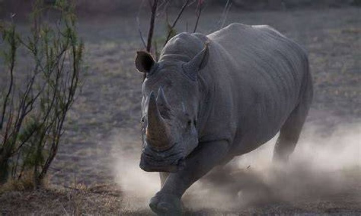 Do Rhinos charge?
