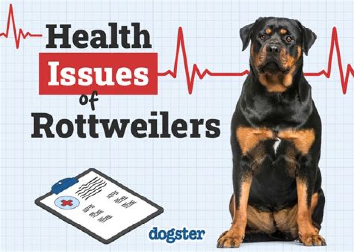 Do Rottweilers have any health problems?